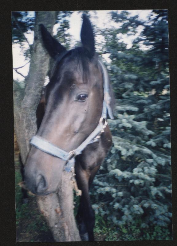 Snímek 003.jpg