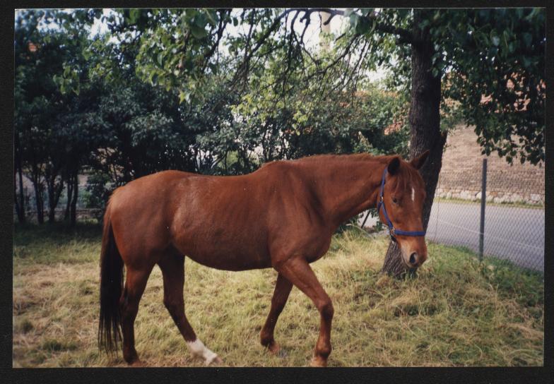 Snímek 005.jpg